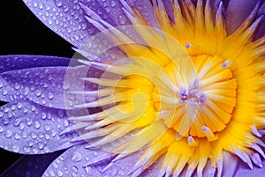 Water drop on colorful purple water lily in thaila