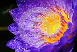 Water drop on colorful purple water lily in thaila