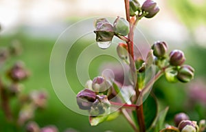 Water drop on crepe myrtle plant with rose colored buds.