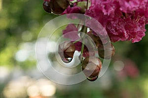 Water drop on crepe myrtle tree with blossoms and buds.