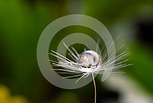 A water drop on a dandelion flower seed macro on green and yellow background
