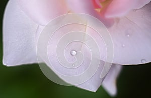 Water drop on a delicate rose flower petal close-up macro. Concept of freshness and delicacy
