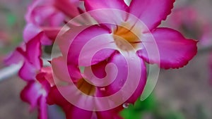 Water drop on Desert Rose Flowers in slow motion