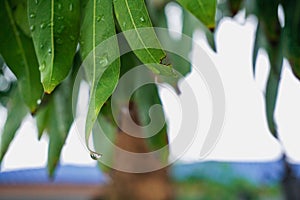 Water Drop At The Edge of The Green Leaf