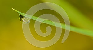 Water drop at the end of grass blade