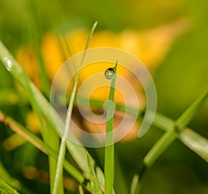 Water drop at the end of grass blade with yellow leaf in look through