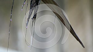 Water drop falling from the straw roof, Raining background