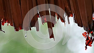 Water drop falling from the straw roof, Raining background