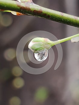 A water drop on a floral bud