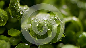 Water Drop Flows Down on a Leaf, Rain in green meadow