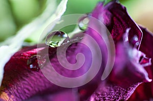 Water drop in focus on dead dryed red rose