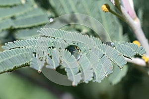 Water drop on fresh green bipinnate leaf