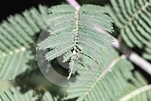 Water drop on fresh green bipinnate leaf