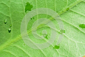 water drop on the fresh green leave