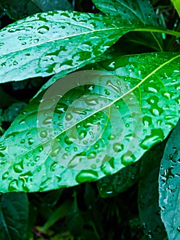 Water drop in garden