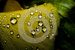Water drop on a gingko bilobed tree