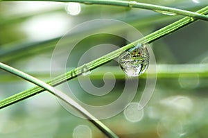 Water drop on the grass