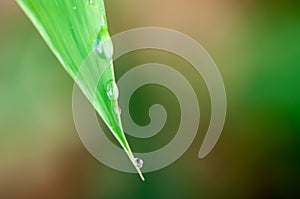 Water drop on grass