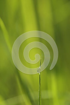 Water Drop on Grass Blade