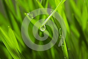 Water drop on grass blade against blurred background