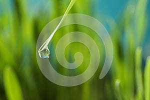 Water drop on grass blade against blurred background