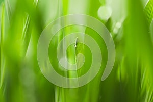 Water drop on grass blade against blurred background