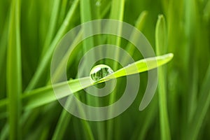 Water drop on grass blade against blurred background