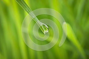 Water drop on grass blade against blurred background