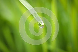 Water drop on grass blade against blurred background