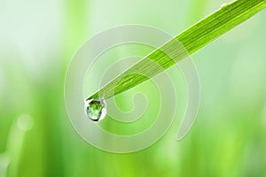 Water drop on grass blade against blurred background, closeup