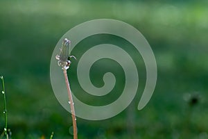 Water Drop on Grass Blade with Sparkle. copy space