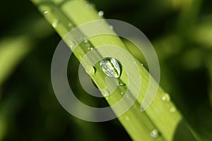Water drop on the grass