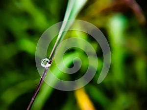 Water drop on green blade of grass