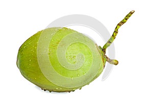 Water drop green coconut an isolated on white background