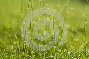 Water drop on green grass