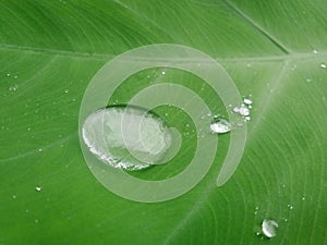 water Drop on green leaf
