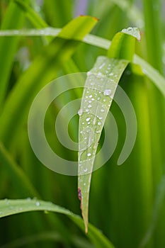 Water Drop on Green Leaf