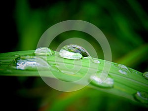 water drop on green leaf