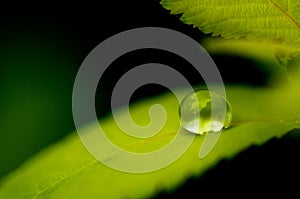 Water drop on green leaf