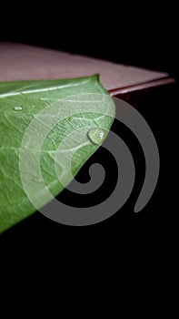 water drop and green leaf