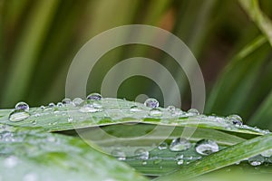 Water drop on green leaf and blur background