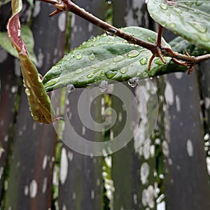 water drop green leaf branch