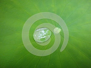 Water drop in green leaf macro background fine art in high quality prints