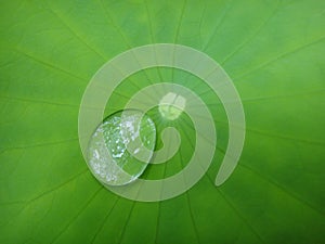 Water drop in green leaf macro background fine art in high quality prints