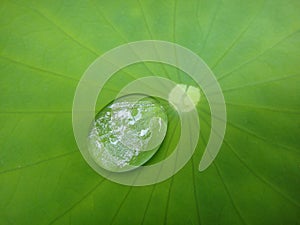 Water drop in green leaf macro background fine art in high quality prints