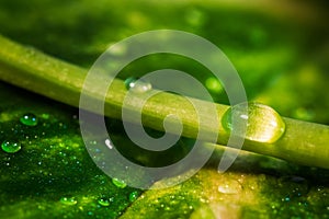 Water drop on a green leaf of plant