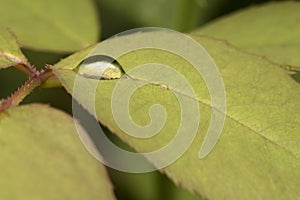 Water drop on green leaf of a plant photo