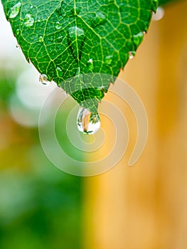 Water drop green leaf after rain