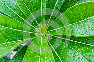 Water drop on green leafs