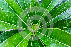 Water drop on green leafs